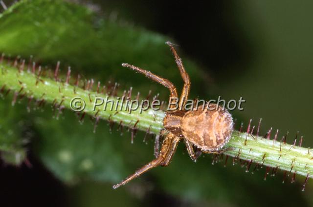 xysticus cristatus.JPG - Xysticus cristatusAraignée crabeCrab SpiderAraneae, ThomisidaeFrance